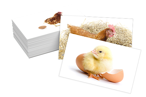 مراحل النمو - Cycle de vie