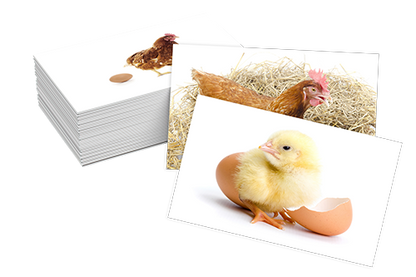 مراحل النمو - Cycle de vie